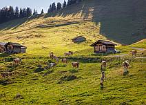 The first bus takes hikers early in the morning to Bussalp, where cows graze peacefully and the echo of the tinkling bells is lost in the wide valley.  (bei Klick vergrösserte Ansicht Bild)