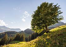 The sun peeks through the rustling leaves of a sycamore tree on this hot end-of-summer day.  (bei Klick vergrösserte Ansicht Bild)