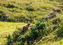 Nearby, the warning whistle of a marmot. His colleague in front of their burrow, just a few metres away, hardly seems to care.  (bei Klick vergrösserte Ansicht Bild)