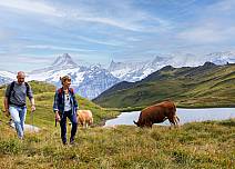 Cows graze at Bachalpsee, a cooling breeze ripples the water. (bei Klick vergrösserte Ansicht Bild)