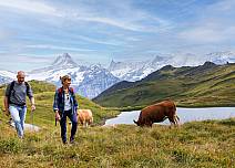 Am Bachalpsee weiden Kühe, eine kühlende Brise kräuselt das Wasser. (bei Klick vergrösserte Ansicht Bild)